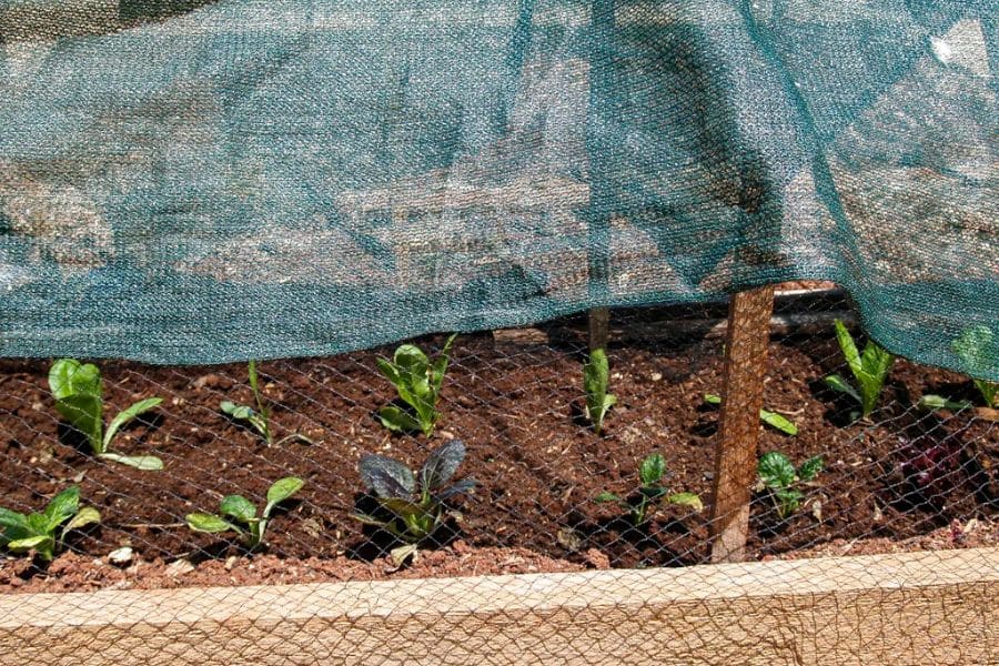 Vegetable seedlings growing beneath protective shade cloth stretched over a raised garden bed with mesh netting underneath. The cover helps shield delicate plants from intense sun and heatwave conditions.