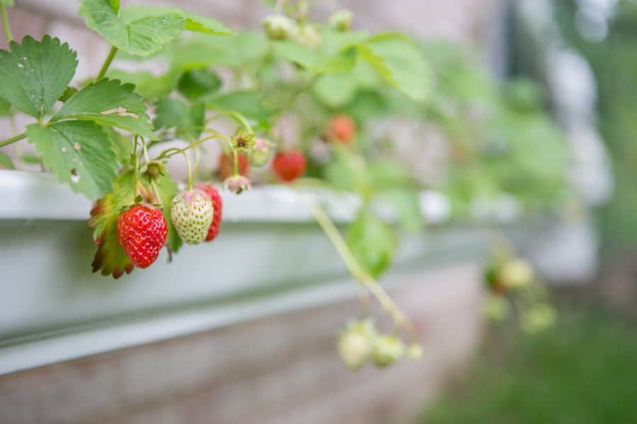 Red and pale green strawberries hang from leafy plants in a long white container garden.