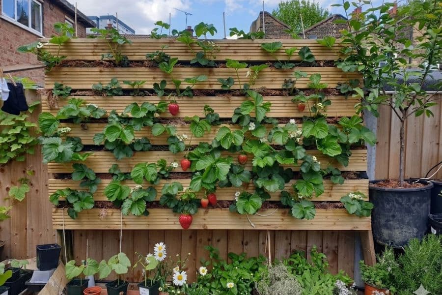 Strawberry plants grow from horizontal rows in a wooden vertical garden against a backyard fence.