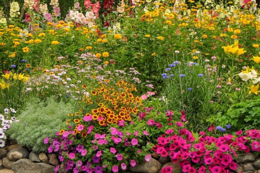 Mixed flower beds packed with pink petunias. yellow lilies. orange marigolds. purple blooms. and tall greenery in a colorful chaos gardening layout.
