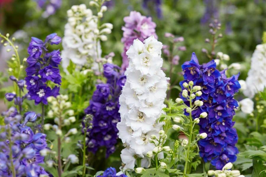 Tall white and deep blue delphinium flowers blooming closely together in a densely planted cottage garden border. The vibrant flowers and soft greenery create the abundant, romantic look typical of a cottage garden.