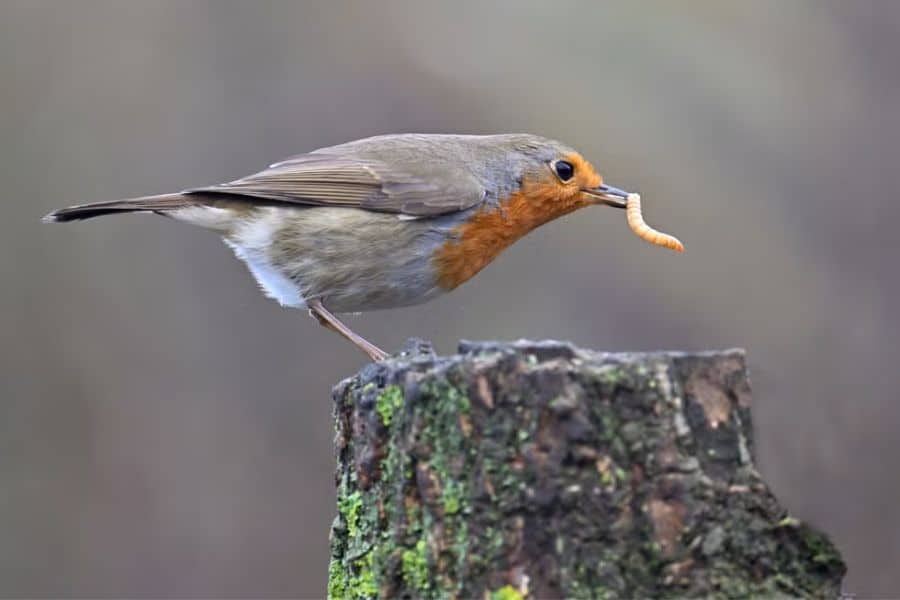 Robin standing on a mossy tree stump with a worm in its beak. This close view shows the kind of natural food source that can attract robins to a garden.