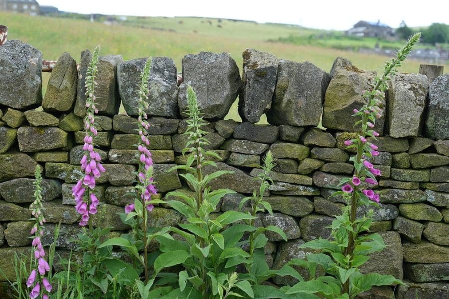 Pink foxglove flowers growing beside a rustic dry stone wall in a countryside cottage garden setting. The natural stone backdrop and wild looking blooms give the garden a traditional English cottage garden feel.
