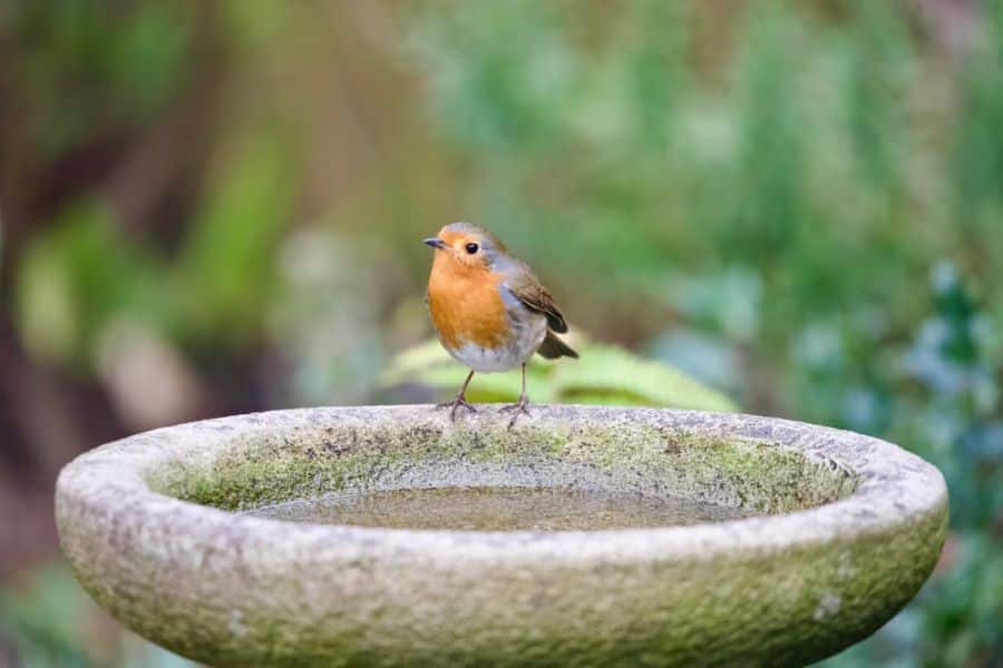 Robin perched on the edge of a shallow stone birdbath in a green garden. The birdbath shows how fresh water can help attract robins outdoors.