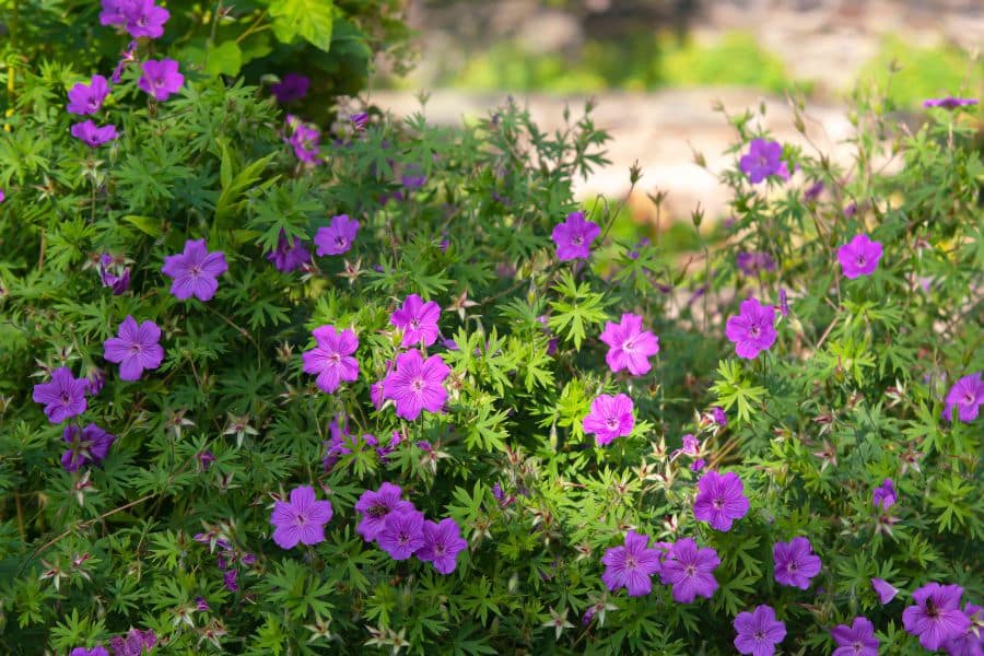 Cluster of purple geranium flowers spreading through leafy green foliage in a sunny cottage garden bed. The informal planting style and dense flowering plants reflect the relaxed beauty of a cottage garden.