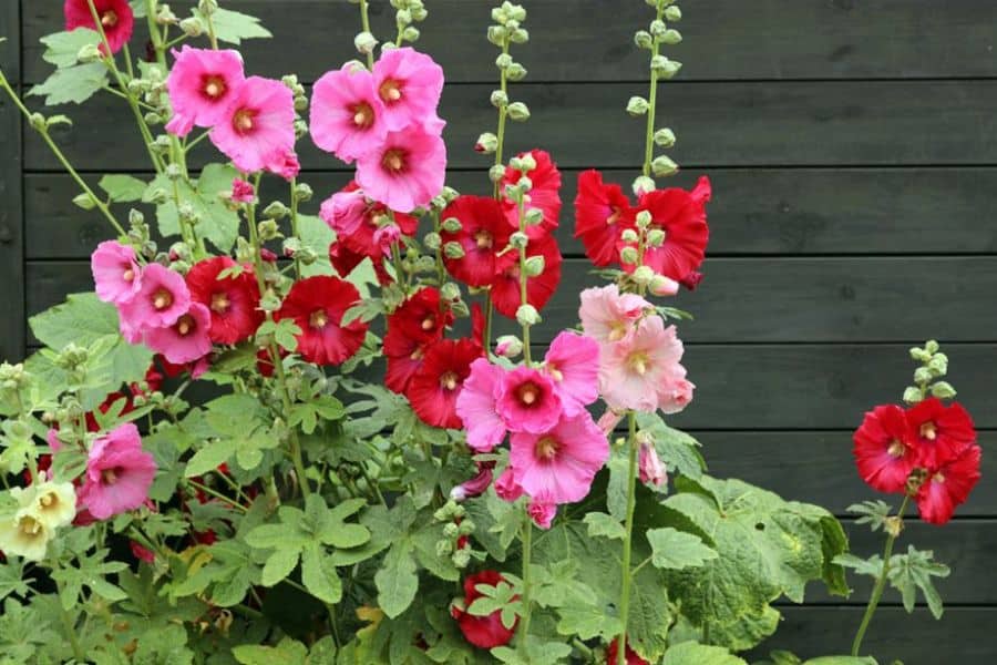 Pink and red hollyhock flowers blooming on tall stems against a dark wooden fence in a cottage garden. The colorful vertical flowers add height and a traditional old fashioned charm to the garden space.
