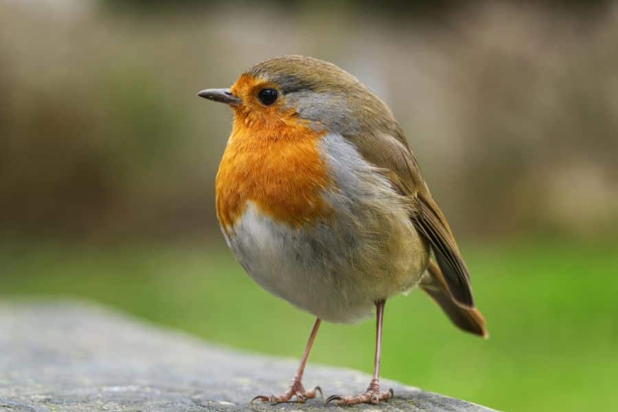 Close view of a robin with an orange chest standing on a stone surface against a soft green background.