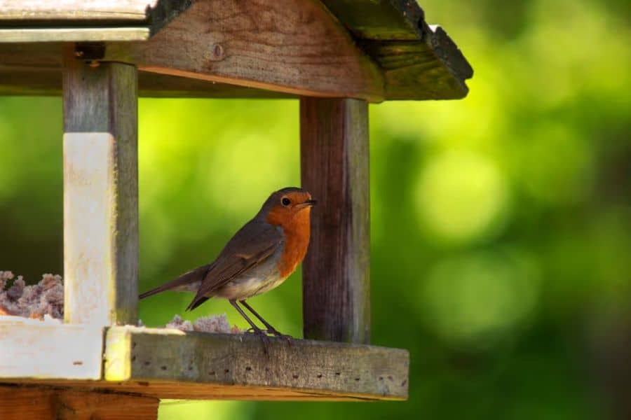 Robin standing inside a wooden bird feeder filled with food. A simple feeding station can attract robins to a backyard or garden.