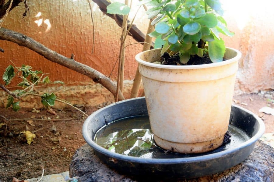 Potted succulent sitting in a shallow tray filled with stagnant water outdoors beside a wall and garden soil. The standing water beneath the plant pot creates an ideal breeding area for mosquitoes and highlights a common source of mosquito problems around homes.