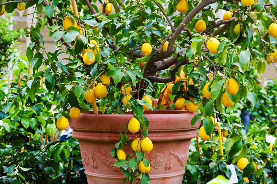 A ceramic pot with a lemon tree plant in it with lots of lemons growing.