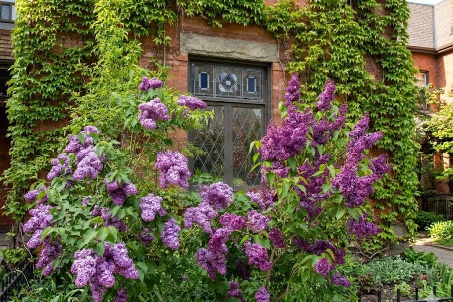 Purple lilac shrubs blooming beneath ivy covered brick walls and decorative windows in a leafy residential garden. The layered greenery and lilac flowers create a classic cottage style garden setting.
