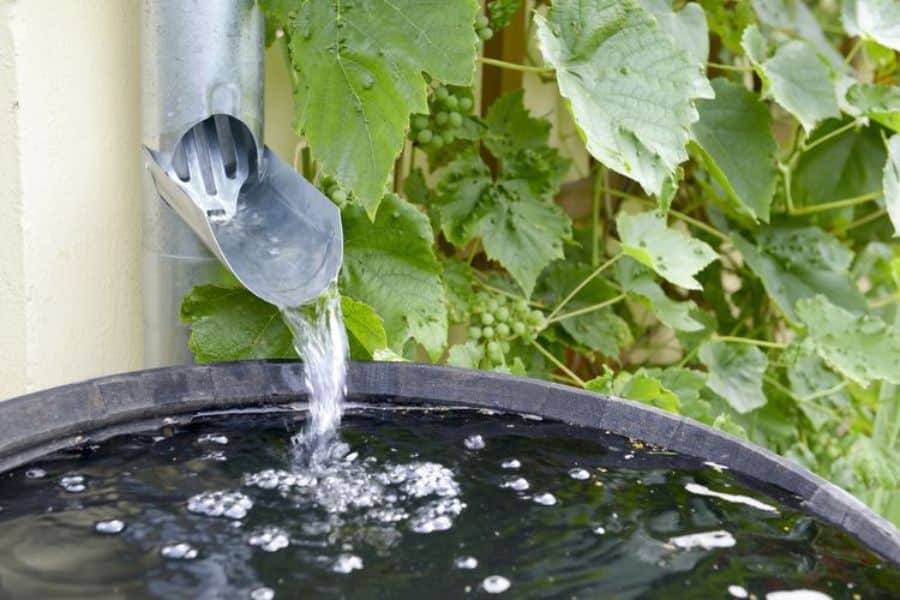 Rainwater flowing from a metal downspout into a large collection barrel surrounded by green vines and grape leaves. The setup demonstrates sustainable switches like harvesting rainwater for garden and outdoor use.