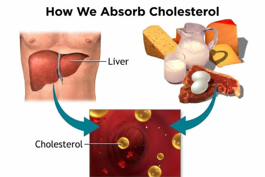 Educational diagram titled "How We Absorb Cholesterol" showing a liver, high cholesterol foods like cheese, milk, eggs, and meat, and arrows leading to a blood vessel. Labels read "Liver" and "Cholesterol."