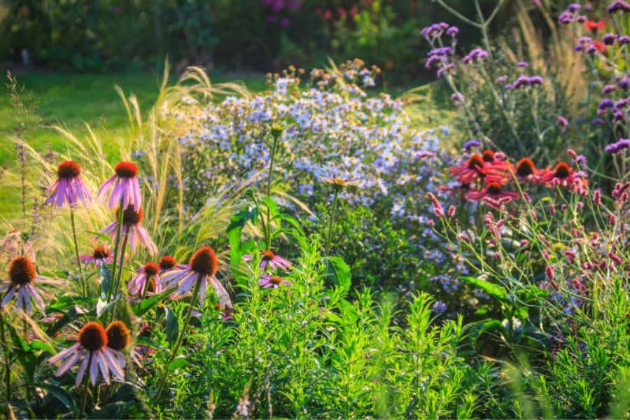 Pink coneflowers. purple verbena. pale blue flowers. ornamental grasses. and lush greenery grow together in a natural chaos gardening bed.