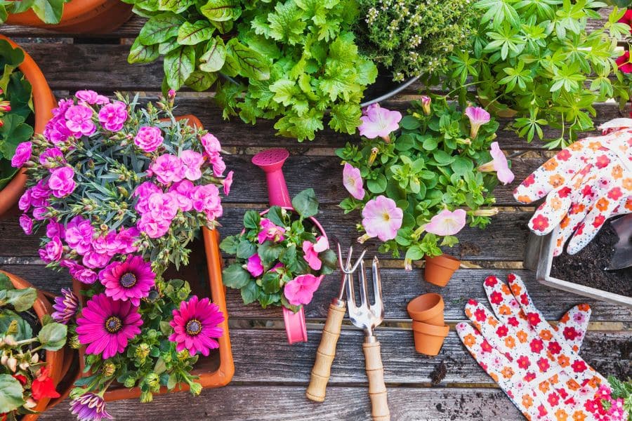 Colorful flowering plants and green herbs surround a watering can. hand tools. small pots. and floral gardening gloves on a wooden table. The setup highlights practical preparation and plant care among the golden rules of gardening.