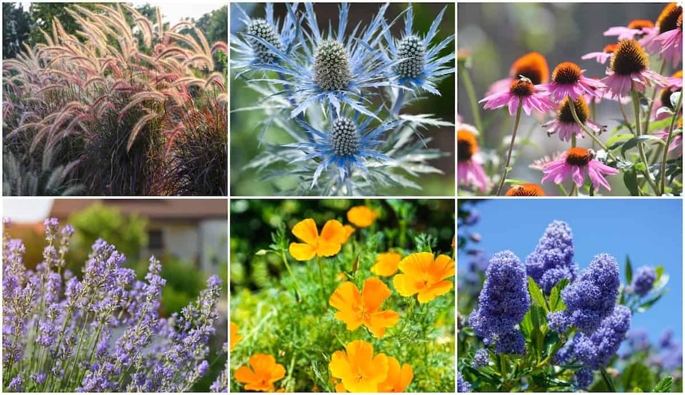 A collage shows ornamental grass. Blue sea holly. Pink coneflowers. Lavender. Orange California poppies. Blue flowering shrubs. These colorful drought tolerant plants offer varied shapes and textures for a low water garden.