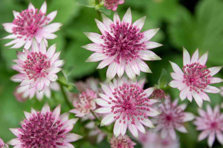 Pink and white astrantia flowers bloom in clusters above soft green foliage. Each star shaped flower surrounds a dense center of tiny pink buds.