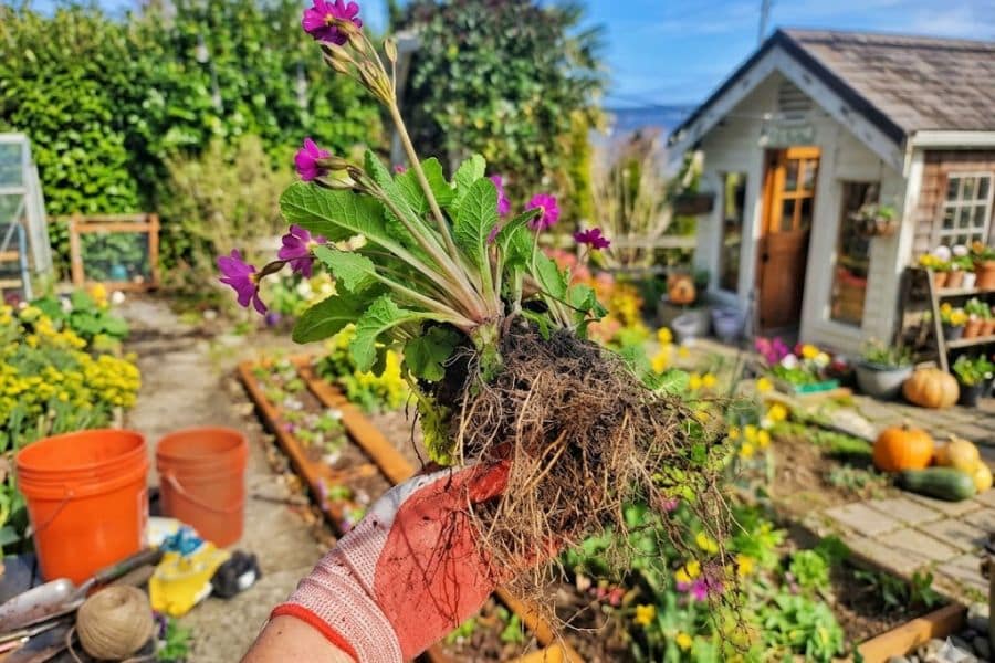 A gloved hand holds a freshly lifted perennial with purple flowers and exposed tangled roots in a colorful garden. The visible root ball shows the plant ready for dividing perennials and replanting.
