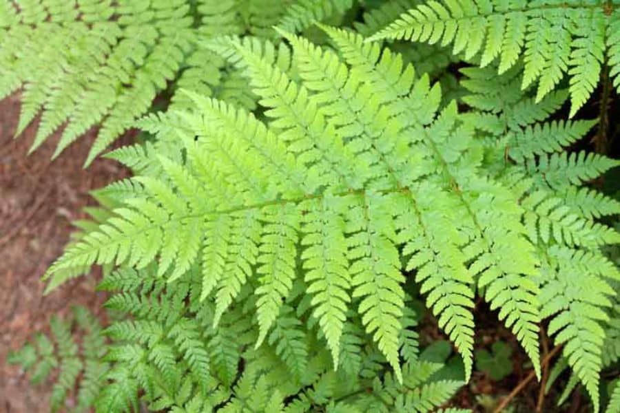 Layers of bright green fern fronds spread across a shaded garden bed. The finely divided leaves create a soft feathery texture.