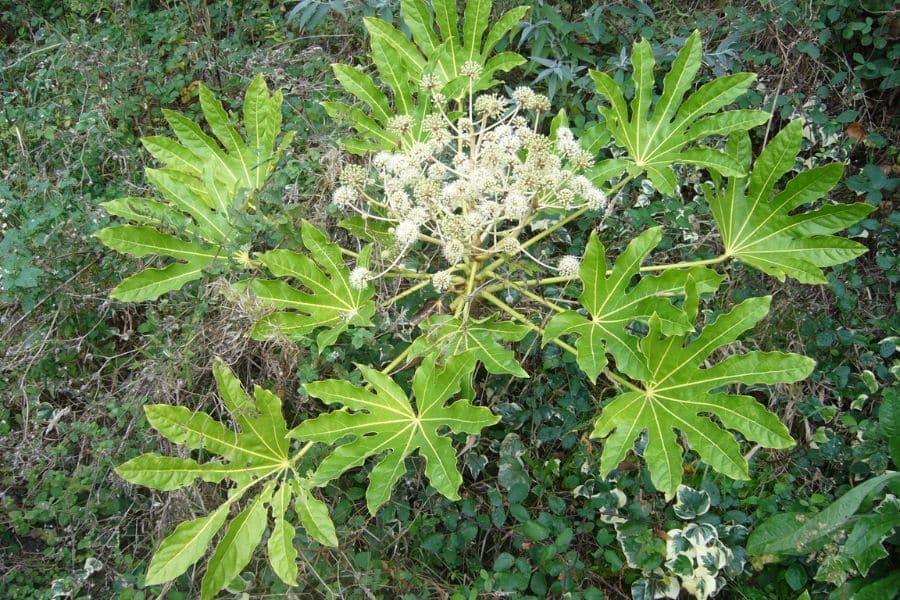 A large fatsia shrub grows among dense woodland plants. Its broad glossy leaves surround a central cluster of small cream flowers.