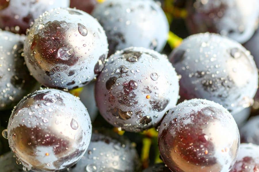 Close up of purple grapes covered in water droplets. The grapes look fresh and chilled for an easy fruit snack.