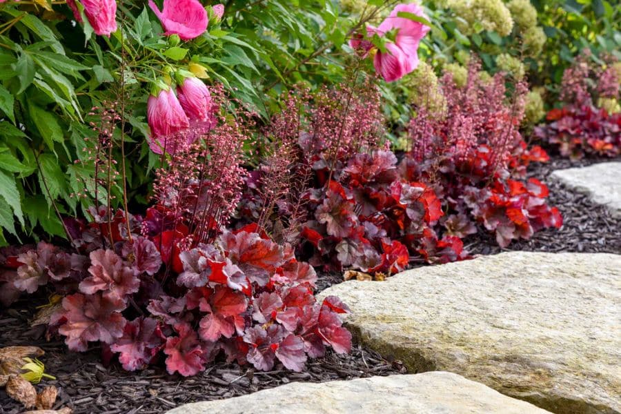Deep burgundy heuchera leaves and tall pink flower stems line a stone garden path. The drought tolerant planting adds rich color beneath larger pink blooms and green foliage.