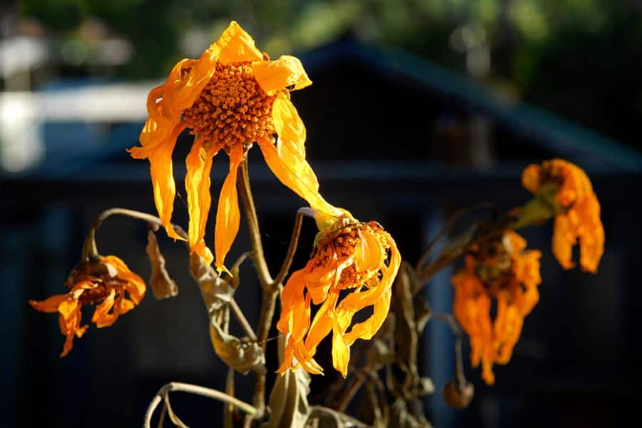 Wilted orange flowers with drooping petals and dried stems in a garden bed. The plants show visible signs of heat stress, lack of water, or the end of the growing season.