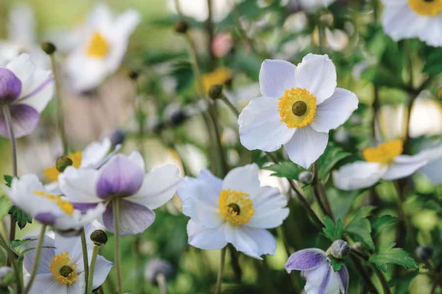 White Japanese anemones with golden centers rise above green foliage. Purple buds and partly opened flowers add soft color throughout the planting.