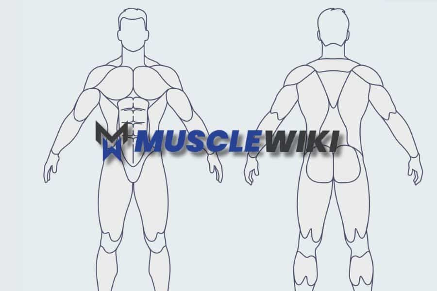 Front and back outlines of a muscular male body appear behind the MuscleWiki logo. The graphic represents a fitness website for finding exercises by muscle group.