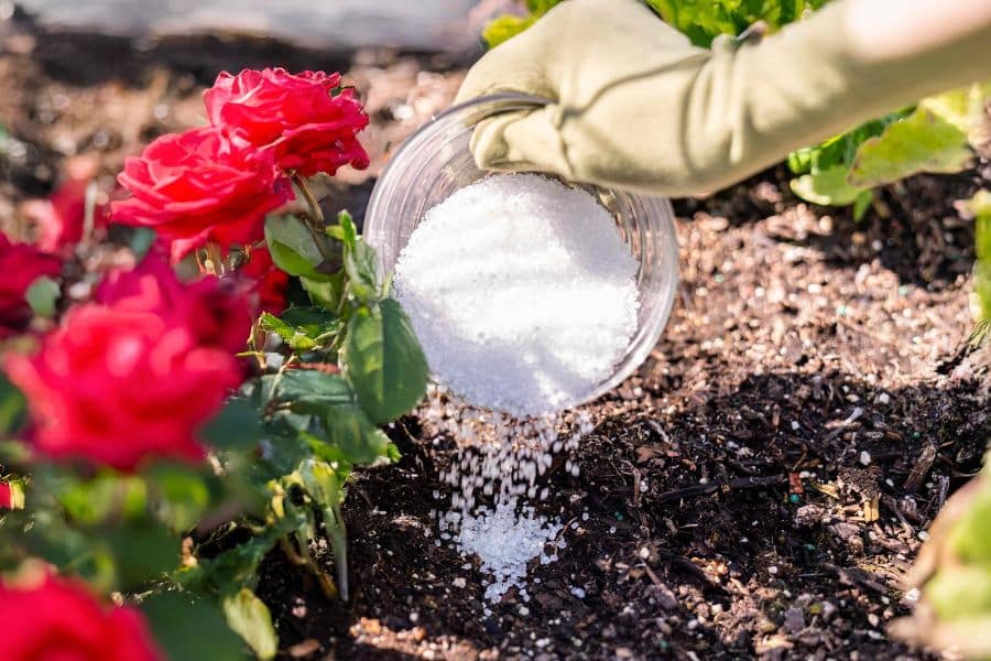 Granular fertilizer is spread around the base of blooming red roses in a mulched garden bed. Applying nutrients directly to the soil helps promote strong growth and abundant rose flowers.