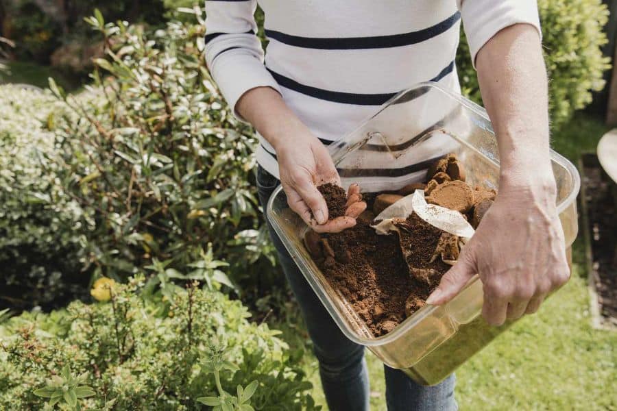 Granular fertilizer is spread around the base of blooming red roses in a mulched garden bed. Applying nutrients directly to the soil helps promote strong growth and abundant rose flowers.