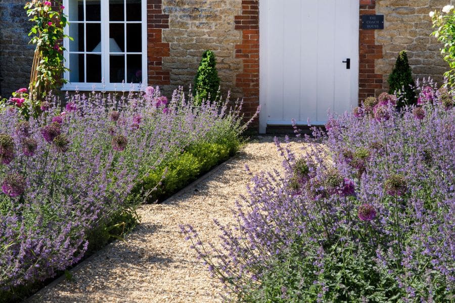 Gravel pathway leading to a cottage entrance bordered by flowering lavender and ornamental plants. The colorful garden design creates an inviting and well maintained landscape.