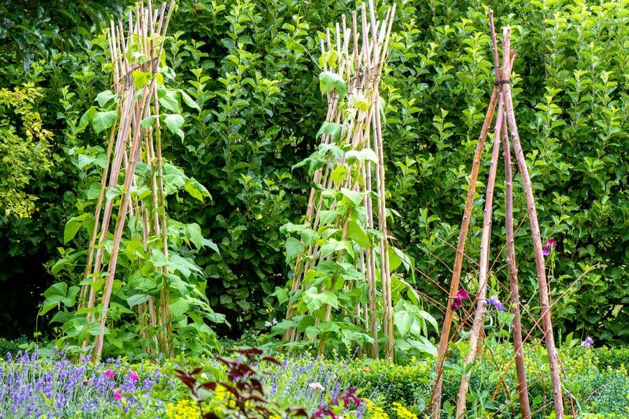 Bean plants climb bamboo cane supports in a well maintained allotment surrounded by flowering plants and dense green hedges. The vertical growing structure helps maximize space for vegetable production in a small garden plot.