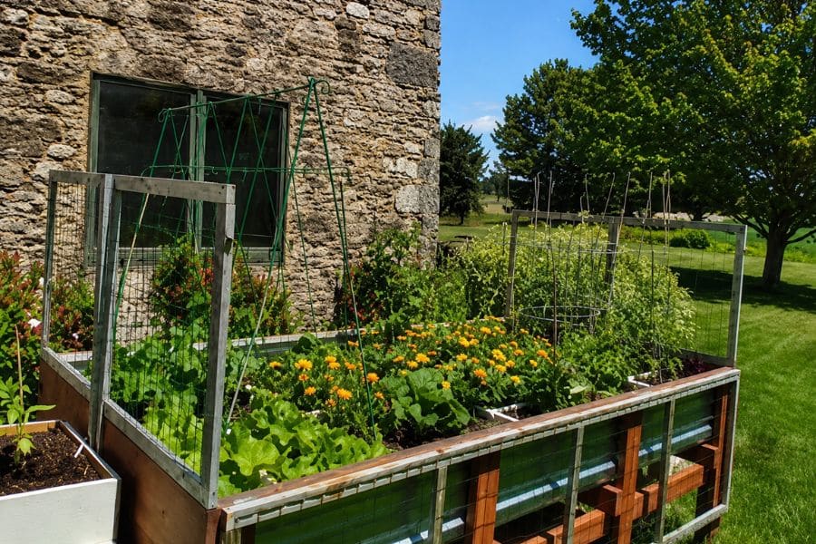 Raised vegetable garden bed beside a stone building with leafy greens yellow flowers and metal trellises for climbing plants. A sunny lawn and large tree fill the background.