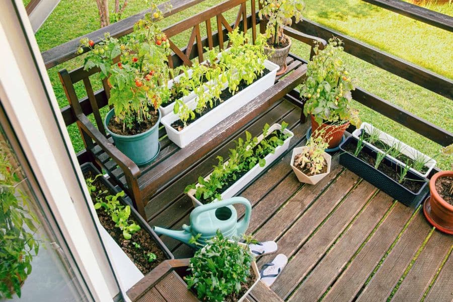 A small wooden balcony is filled with potted tomatoes and herbs and leafy greens. A watering can and hand trowels sit on the floor beside planter boxes on a sunny deck.