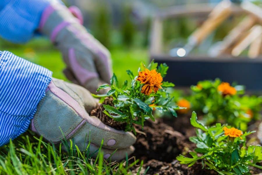 Gloved hands plant an orange marigold in freshly turned soil beside several young flowers. Adding nectar rich blooms helps establish a colorful pollinator patch.