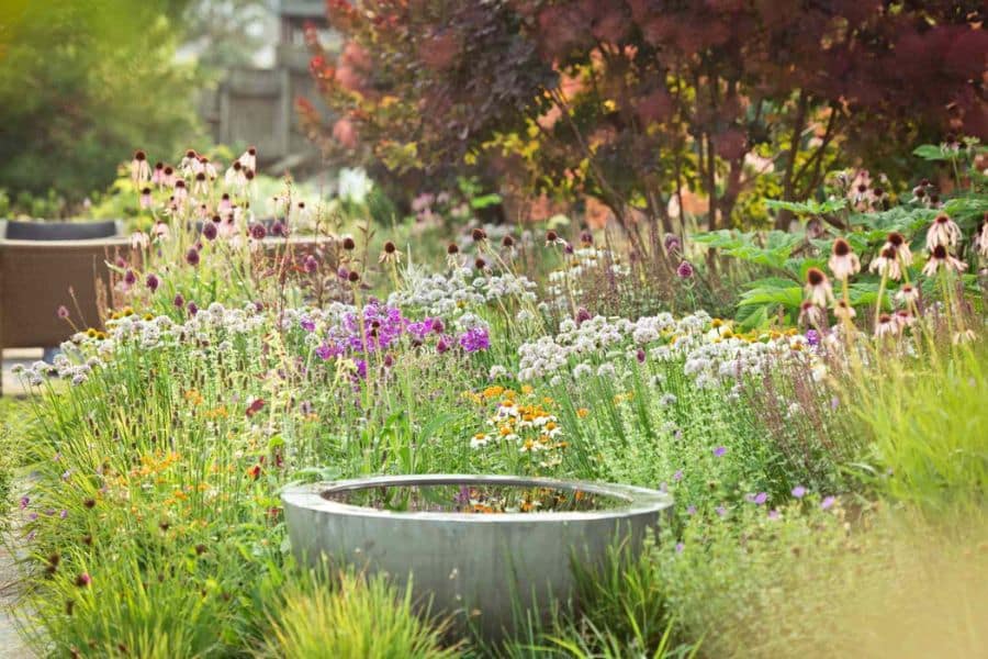A lush garden bed filled with coneflowers and clusters of white purple yellow and orange blossoms. The varied flower shapes and heights create a welcoming pollinator patch with food and shelter for insects.