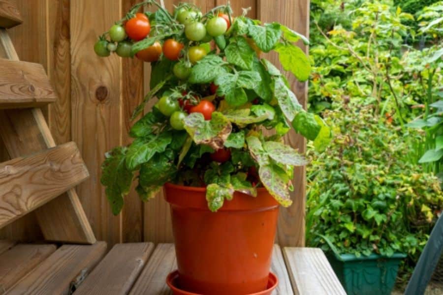 A tomato plant grows in a red pot beside a wooden fence and steps. Green and red tomatoes hang from thick vines in a compact garden corner.