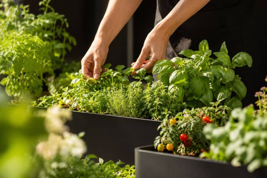 Hands pinch fresh herbs from a black planter filled with basil thyme and leafy greens. Small red and yellow tomatoes grow in a nearby container.