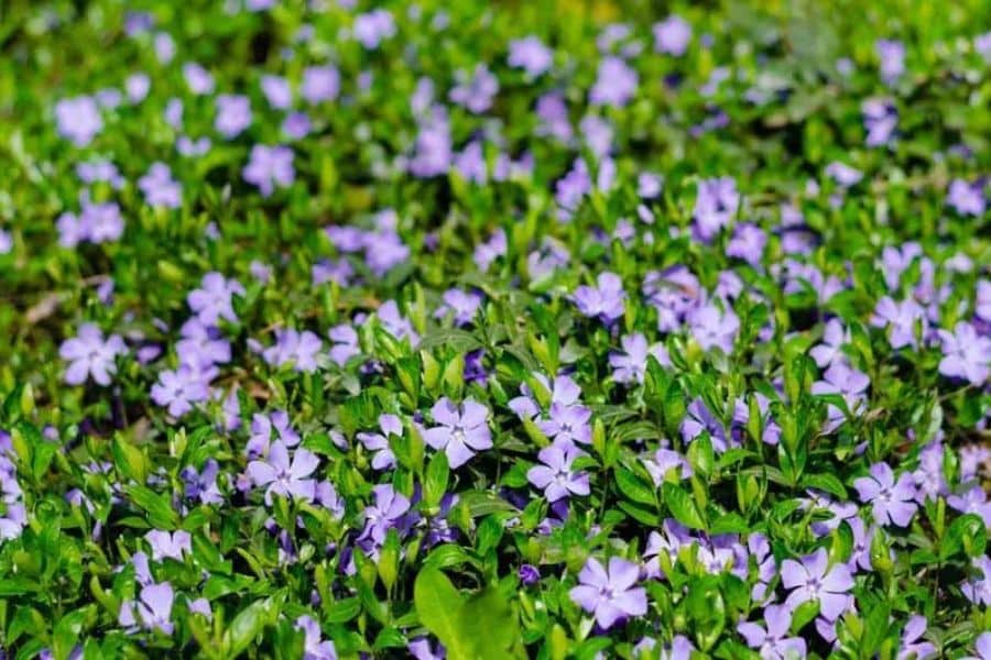 A dense carpet of green periwinkle foliage is covered with small violet flowers. This drought tolerant ground cover creates a colorful low growing layer across the garden.
