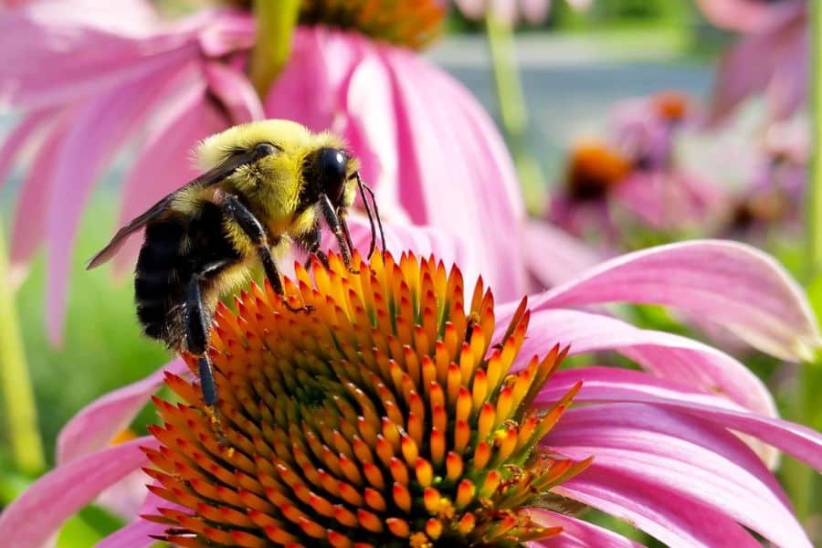 A fuzzy yellow and black bumblebee gathers pollen from the orange center of a pink coneflower. The close view highlights the connection between flowering plants and the bees that pollinate them.