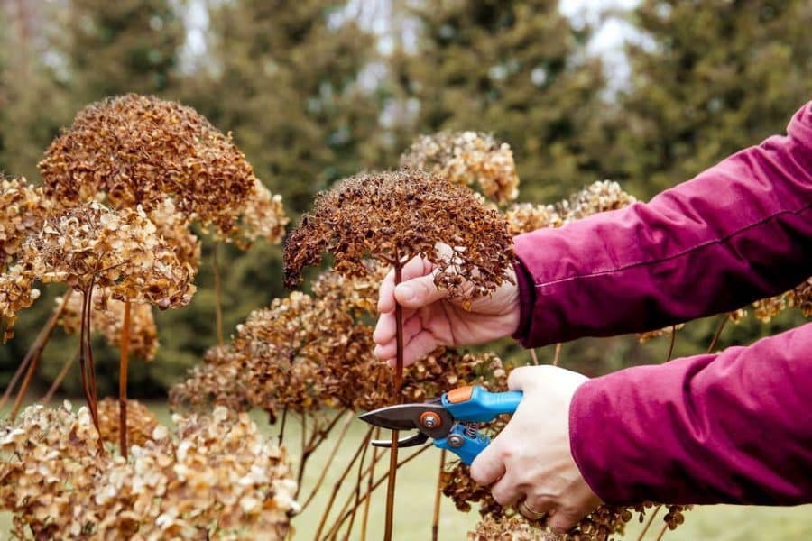 A gardener uses pruning shears to cut a dried brown flower head from a hydrangea stem. Removing dead growth helps the plant direct energy toward healthy new growth.