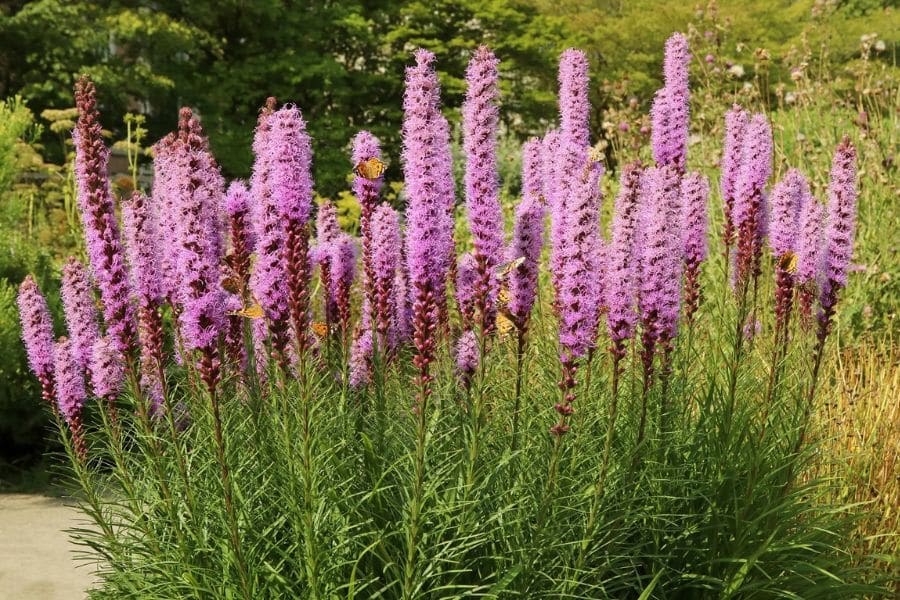 Tall purple blazing star flowers bloom in a sunny garden with green trees behind them. Several orange butterflies rest on the fuzzy flower spikes.