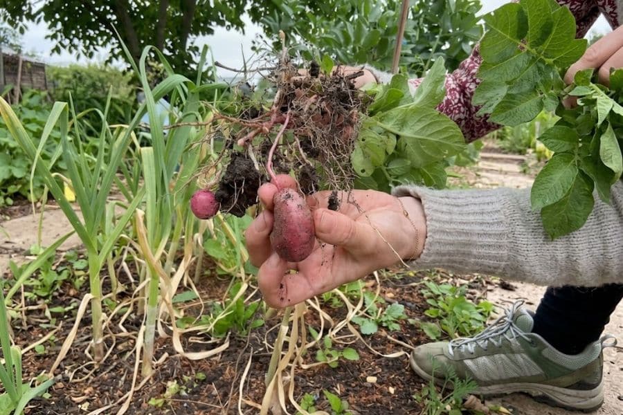 Hands lift freshly harvested red potatoes from the soil with their roots and green leaves still attached in a vegetable garden. The harvest shows what growing potatoes looks like when the plants are ready to be dug up.