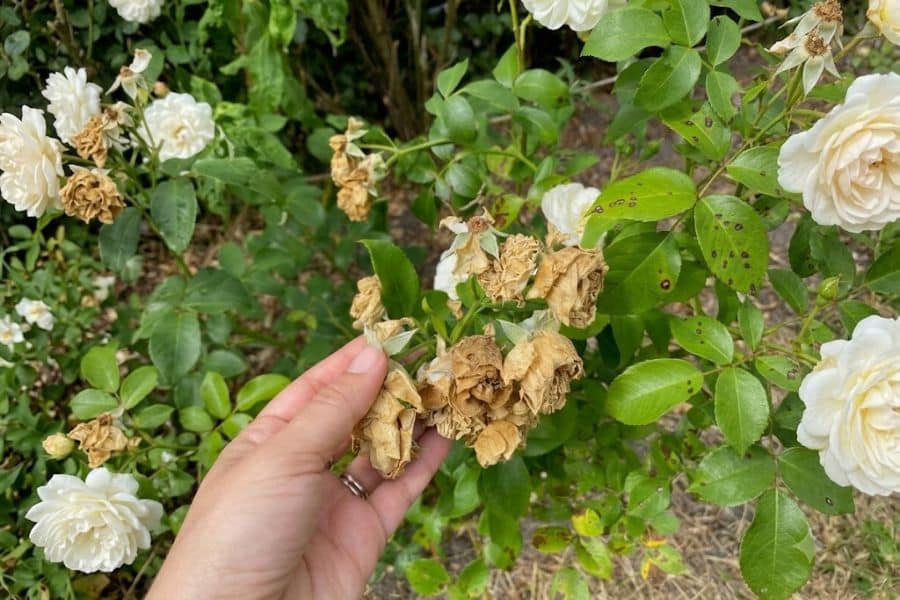 Hand holding a cluster of brown, spent rose blooms on a white rose bush with healthy flowers and spotted leaves still blooming around them. Deadheading faded roses is a common task to keep a yard in August looking tidy and encourage continued flowering.