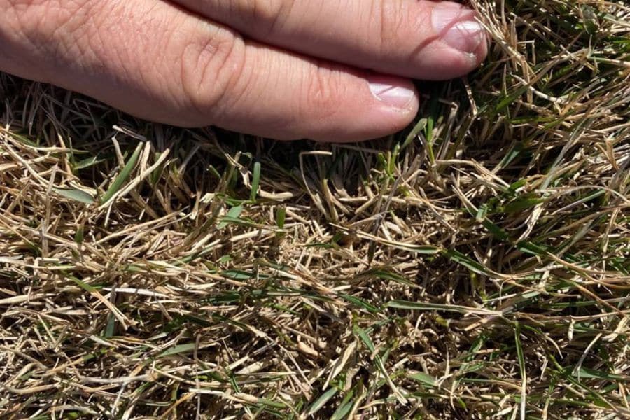 A hand presses against a patch of dry brown grass with a few green blades. The close view shows signs of a lawn struggling in hot and dry conditions.
