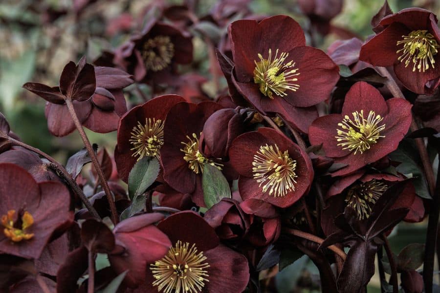 Deep burgundy hellebore flowers cluster together with pale yellow stamens at their centers. These long-living plants provide rich color and texture in a shaded garden.