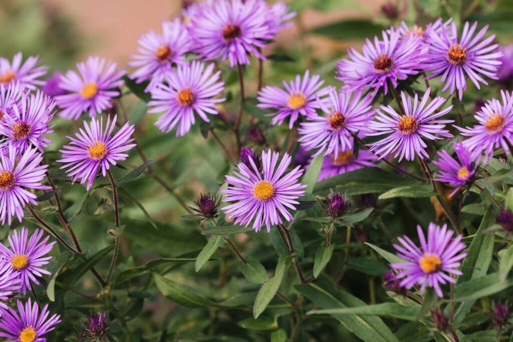 Purple aster flowers with yellow centers bloom among green leaves. These late season flowers can help attract butterflies and other pollinators to the garden.