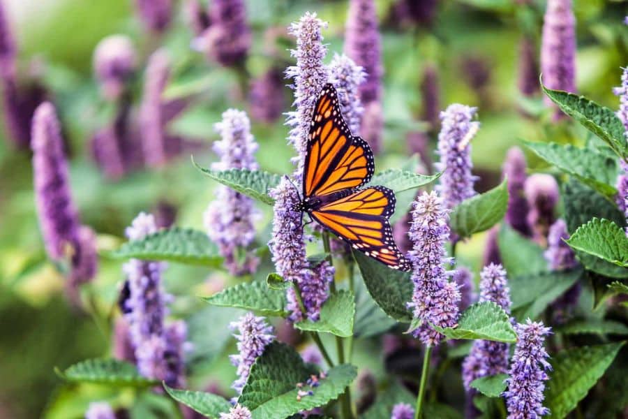 Orange monarch butterfly perched on pale purple flower spikes surrounded by green leaves. The butterfly feeds from the blooms in a pollinator friendly garden.