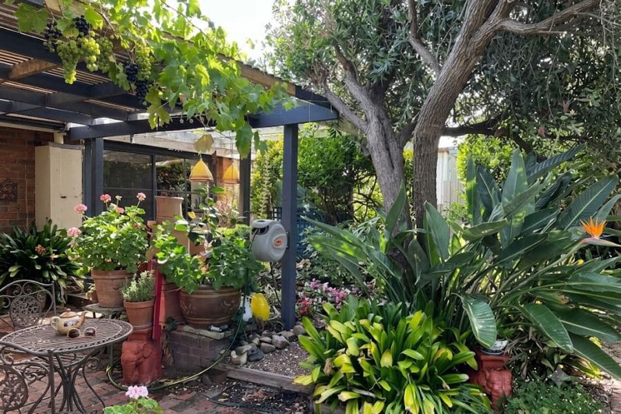 Lush patio garden with grapevines overhead potted flowers a large tree and dense green tropical plants around a brick seating area. The garden shows a mix of containers shade and mature plants arranged around an outdoor living space.